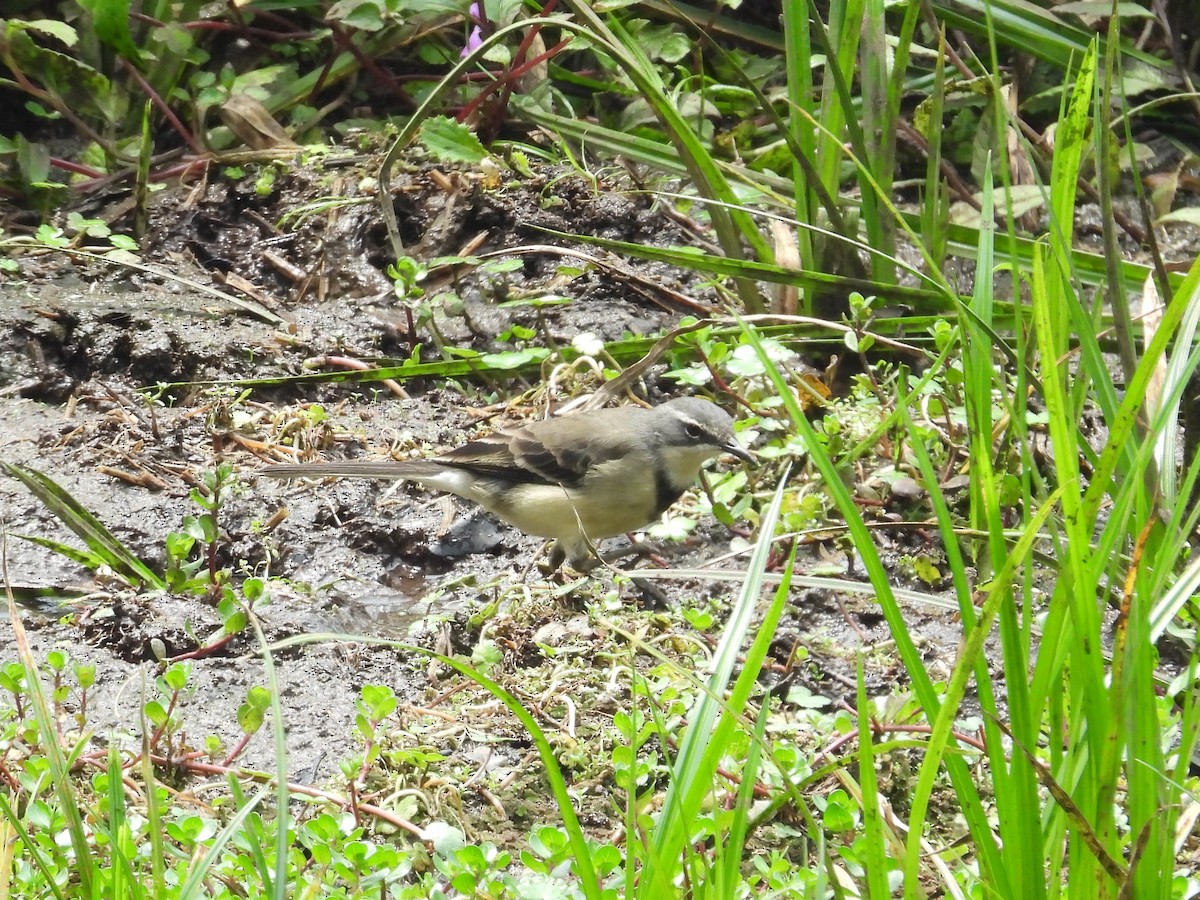 Cape Wagtail - ML643817788