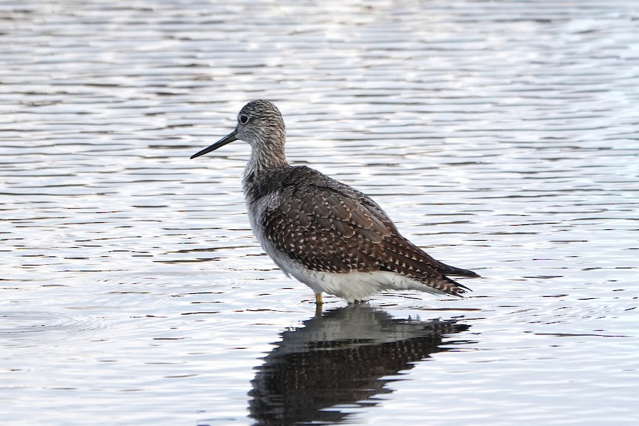 Greater Yellowlegs - Karen Thompson