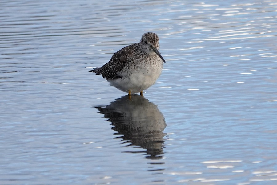 Greater Yellowlegs - Karen Thompson