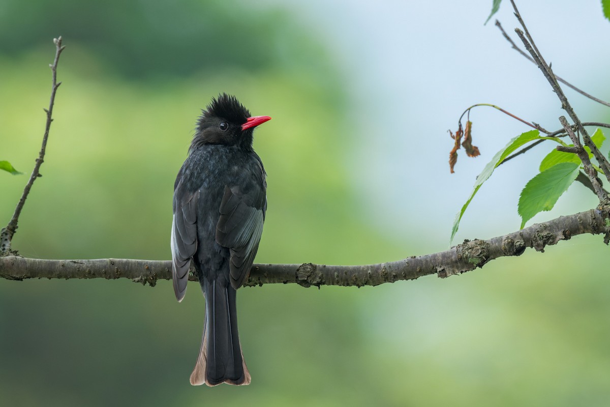 Black Bulbul - ML643817793