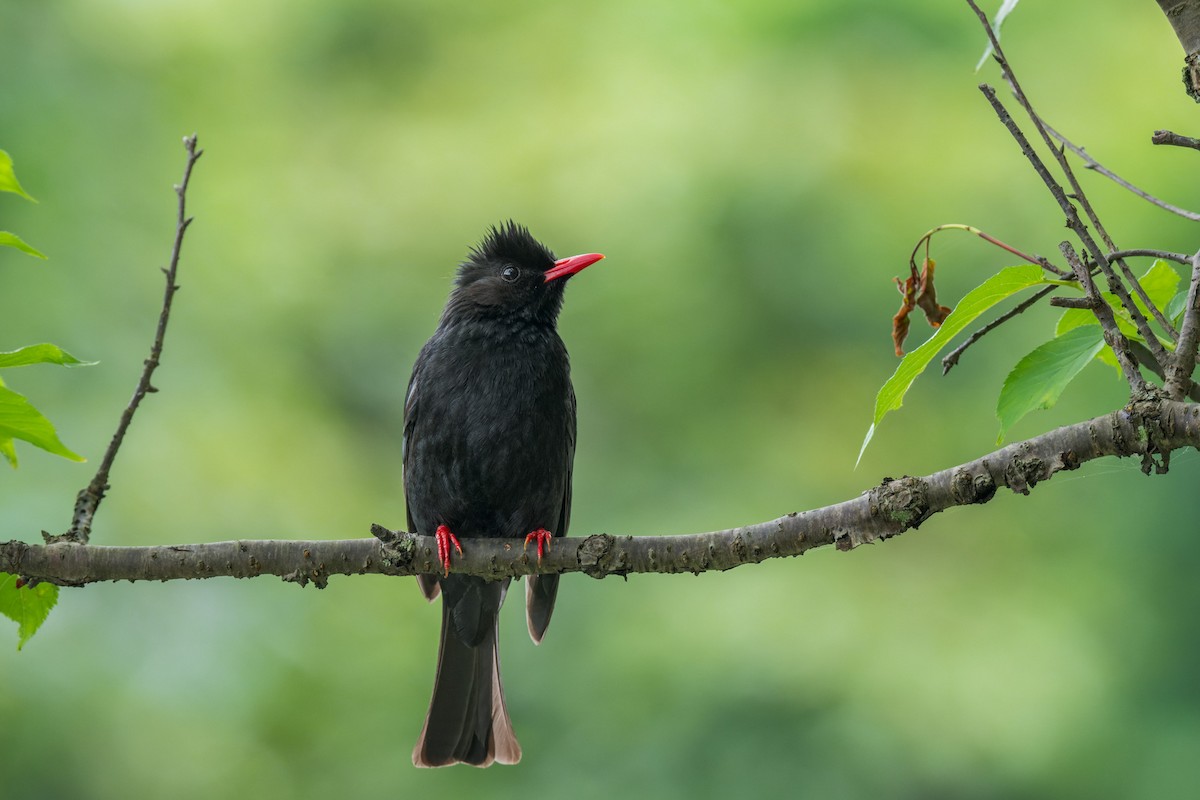 Black Bulbul - ML643817794
