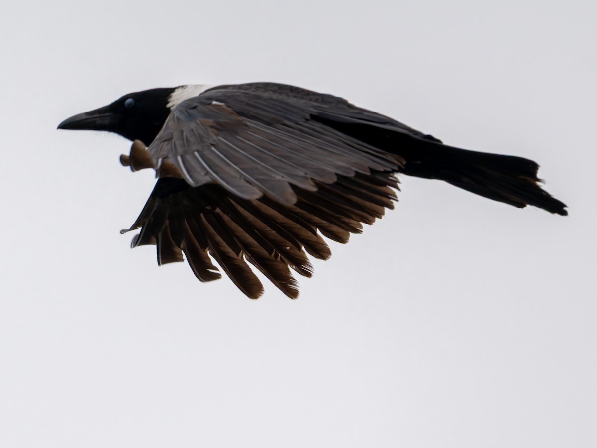 クビワガラス - ML643817803