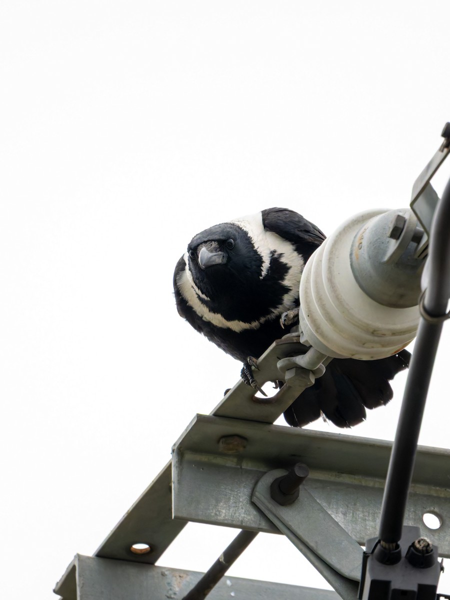 クビワガラス - ML643817804