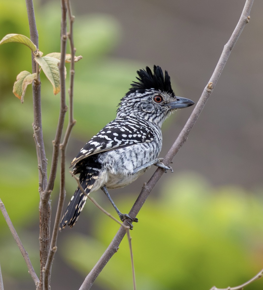 Bindenameisenwürger (capistratus) - ML643817811