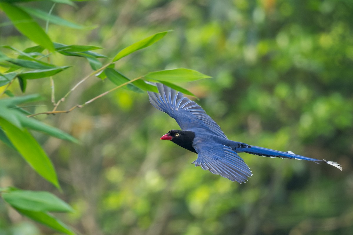 Taiwan Blue-Magpie - ML643817839