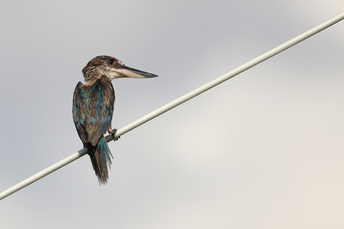 Collared Kingfisher - ML643817843