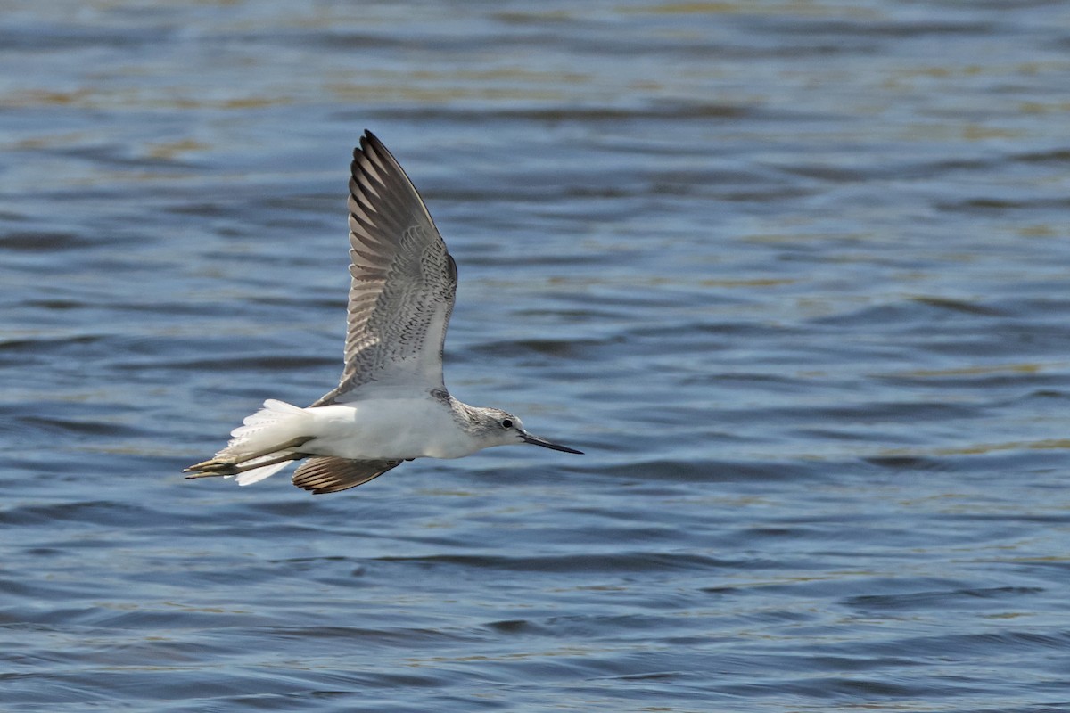 Common Greenshank - ML643817850