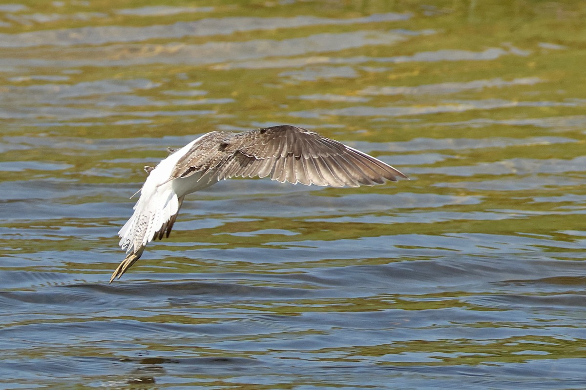 Common Greenshank - ML643817851