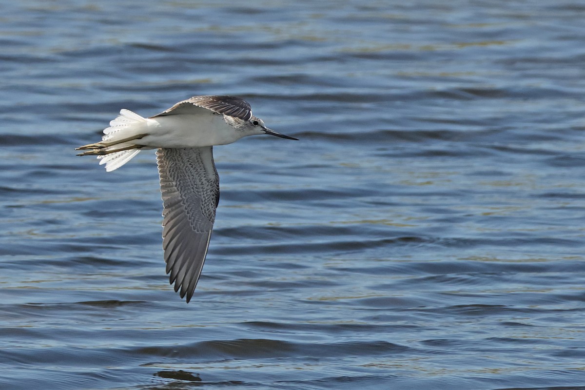 Common Greenshank - ML643817853