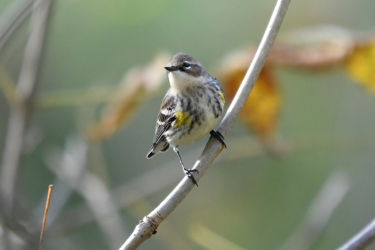 Taçlı Ötleğen (coronata) - ML643817871