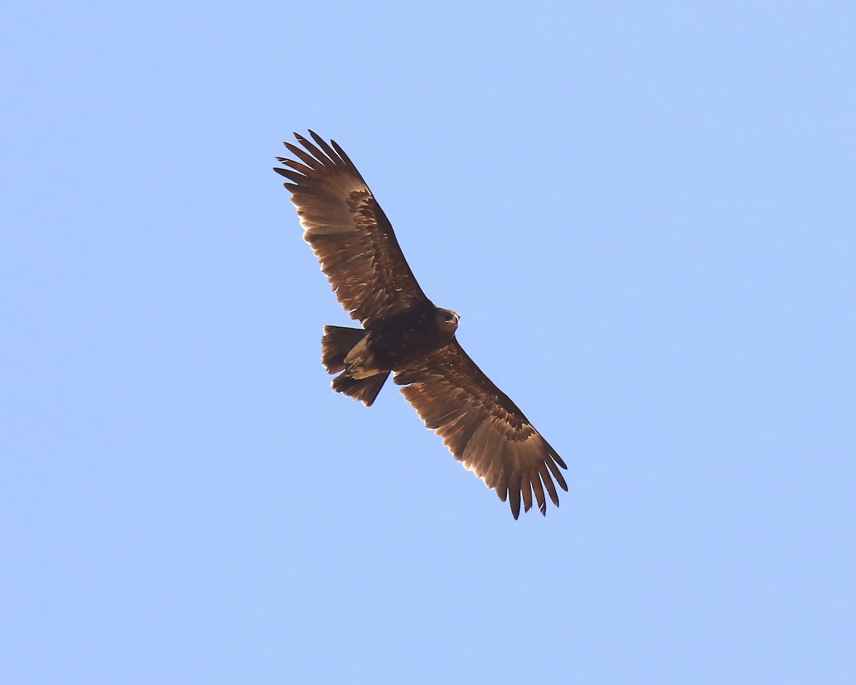 Greater Spotted Eagle - ML643817878