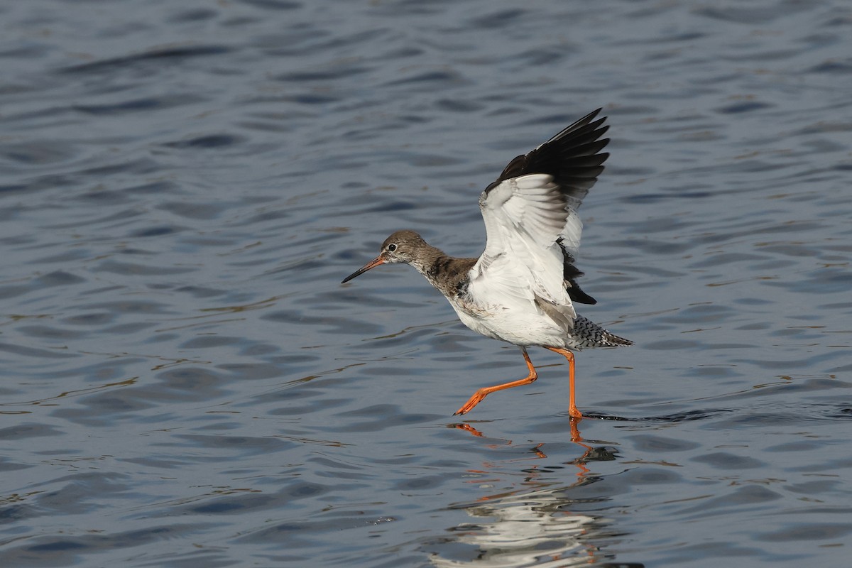 Common Redshank - ML643817888
