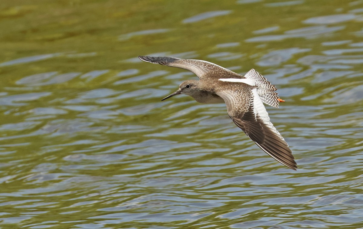 Common Redshank - ML643817889