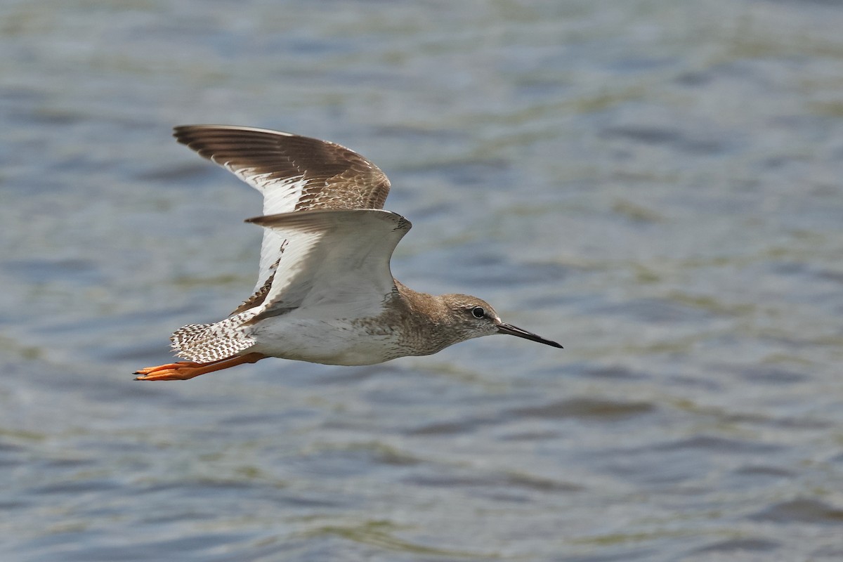 Common Redshank - ML643817890