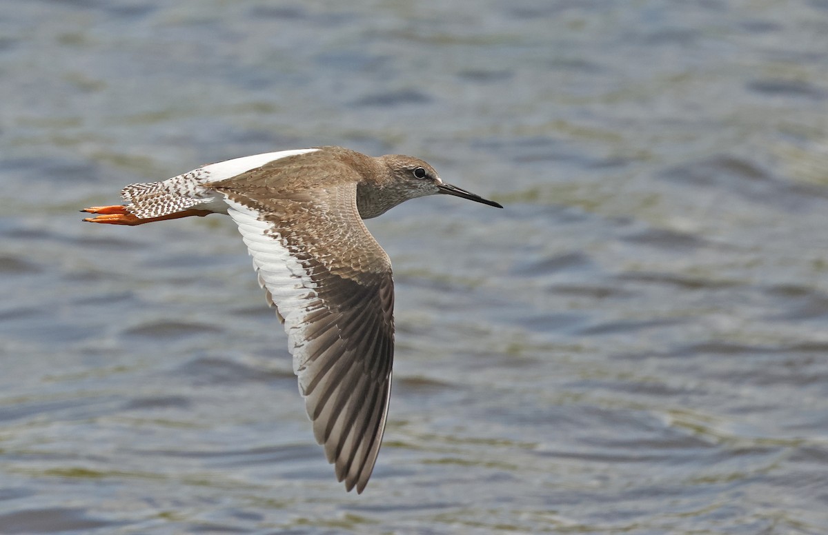 Common Redshank - ML643817891