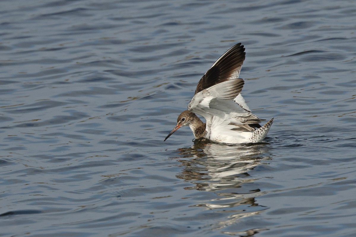 Common Redshank - ML643817892