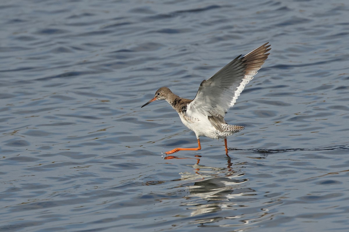 Common Redshank - ML643817893