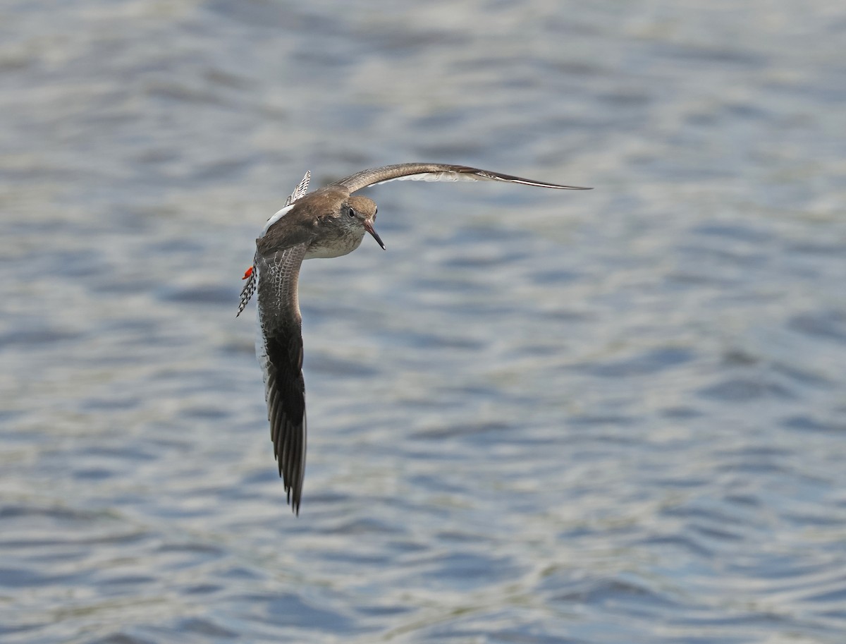 Common Redshank - ML643817894
