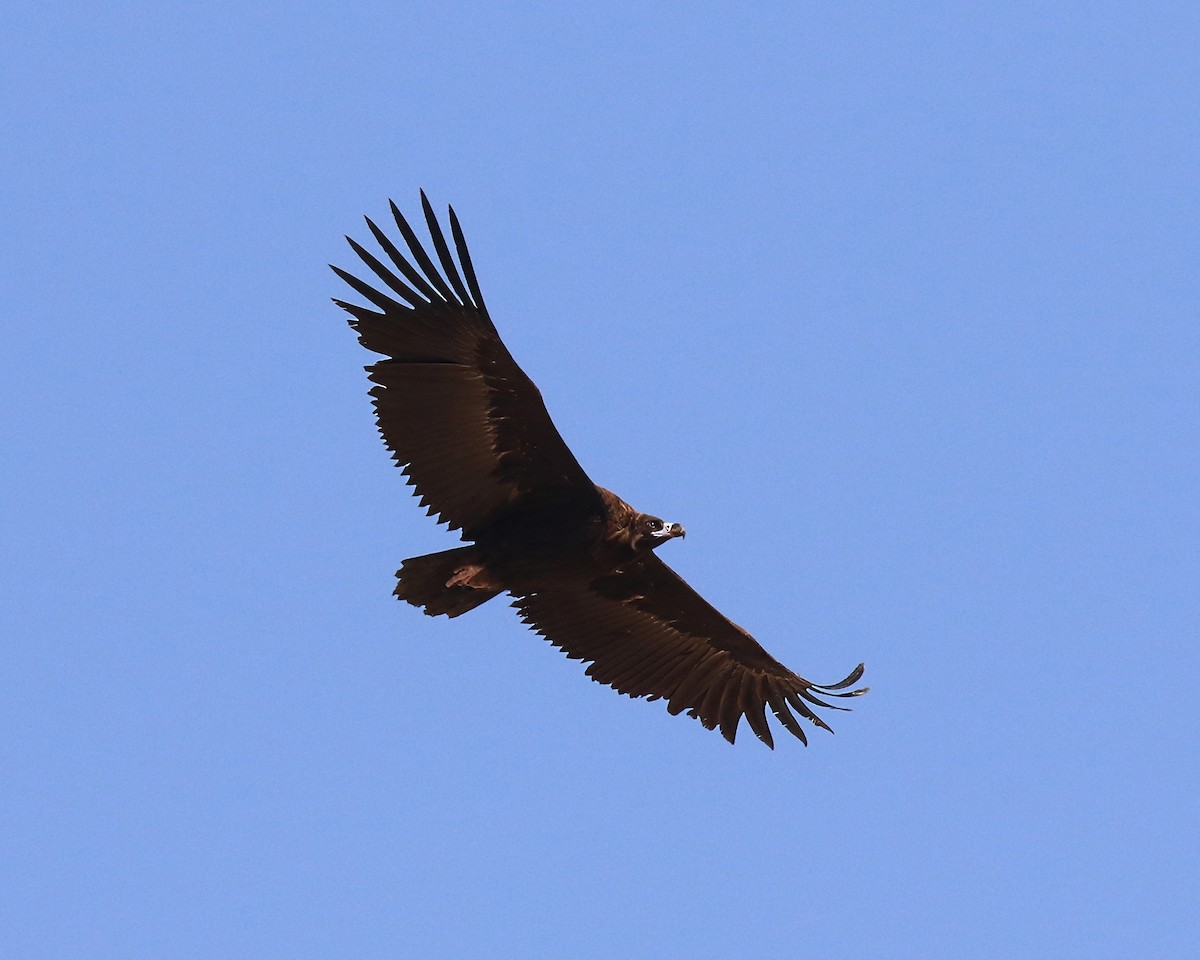 Cinereous Vulture - ML643817895