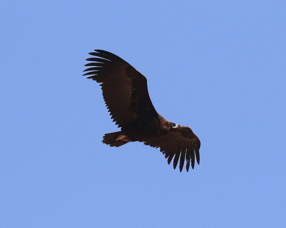 Cinereous Vulture - ML643817896