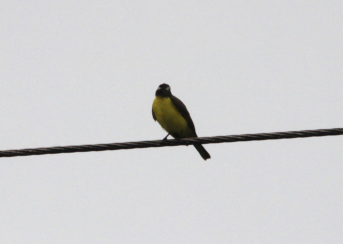 Rusty-margined Flycatcher - ML643817899