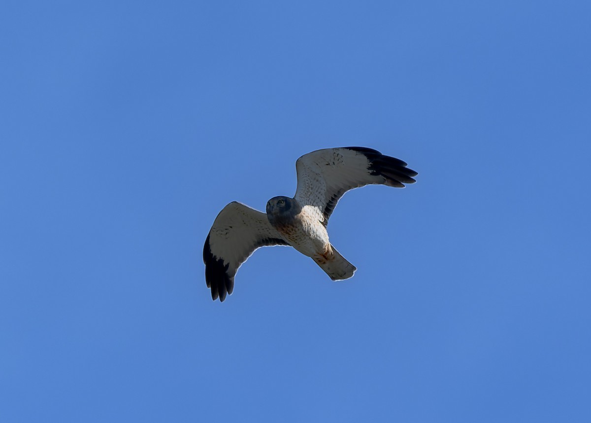 Northern Harrier - ML643817908