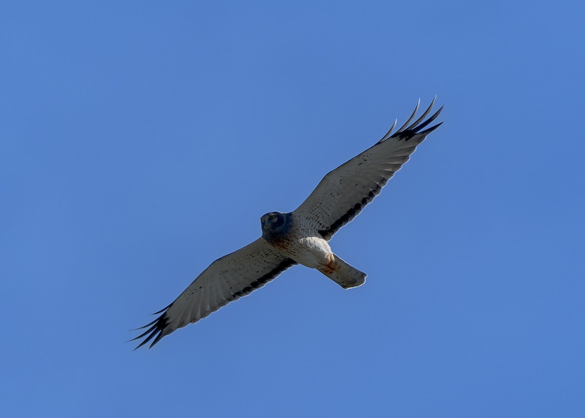 Northern Harrier - ML643817913
