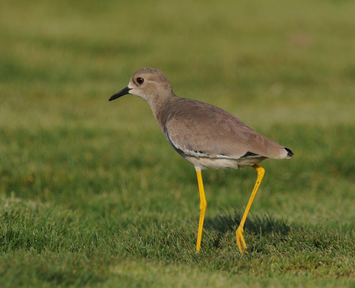 White-tailed Lapwing - ML643817918