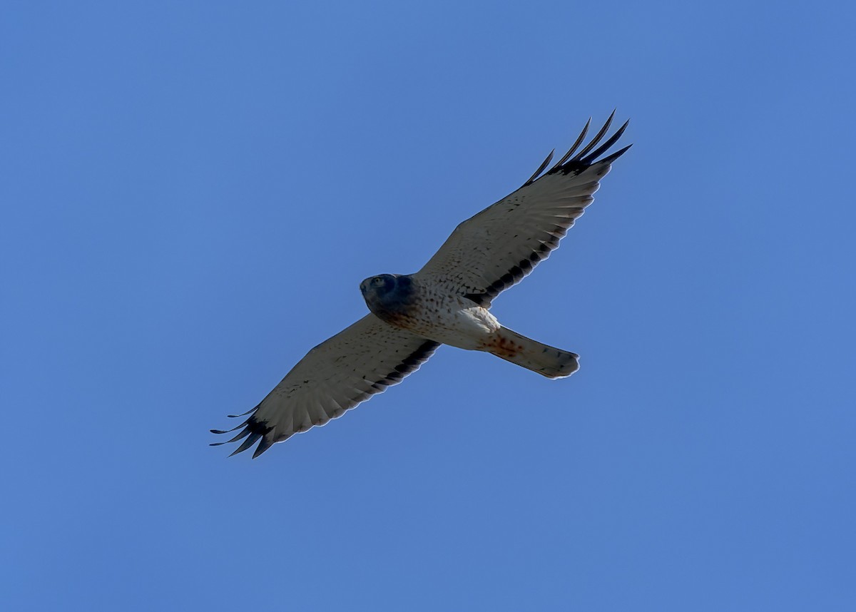 Northern Harrier - ML643817923