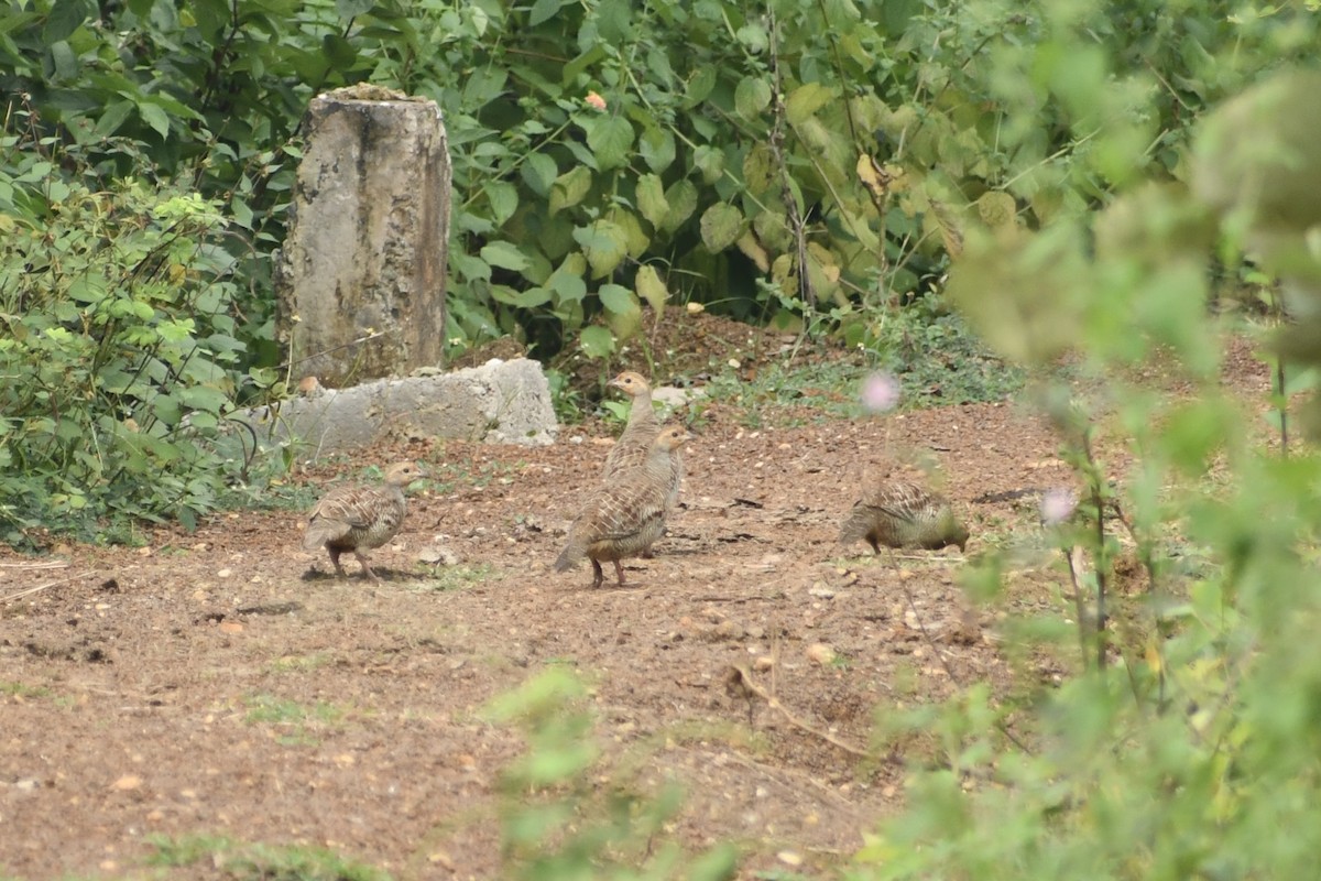 Gray Francolin - ML643817925