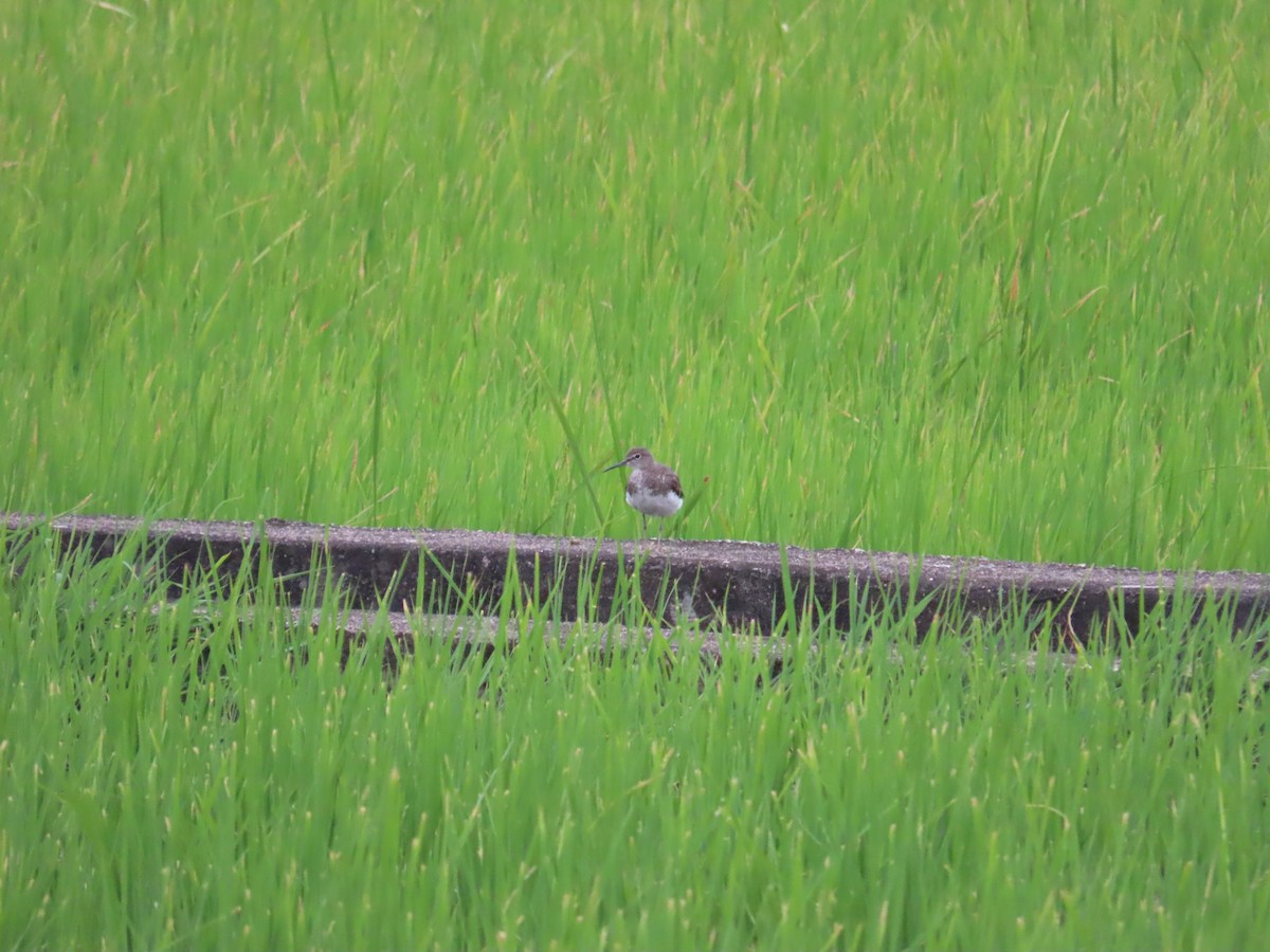 白腰草鷸 - ML643817927