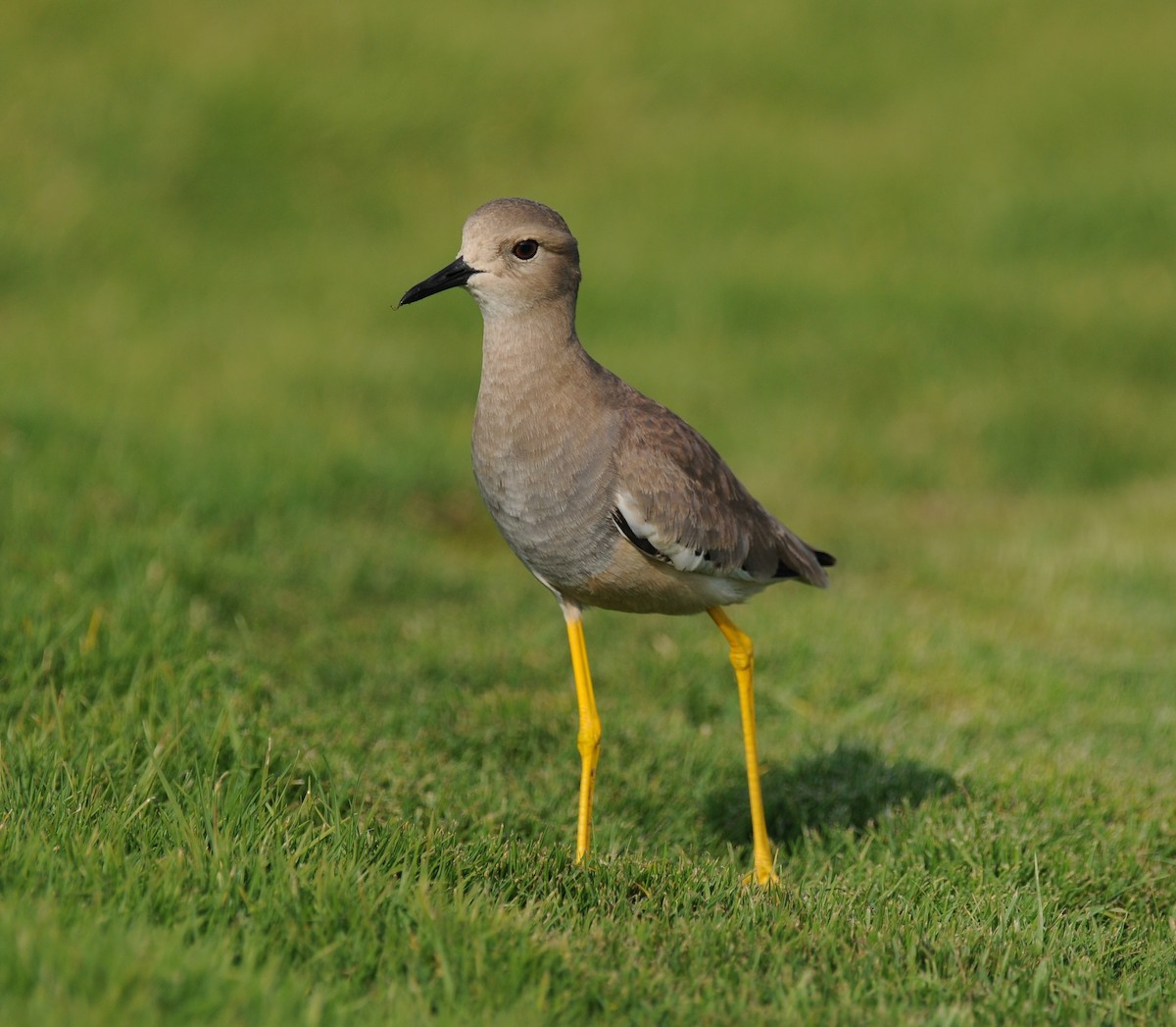 White-tailed Lapwing - ML643817941