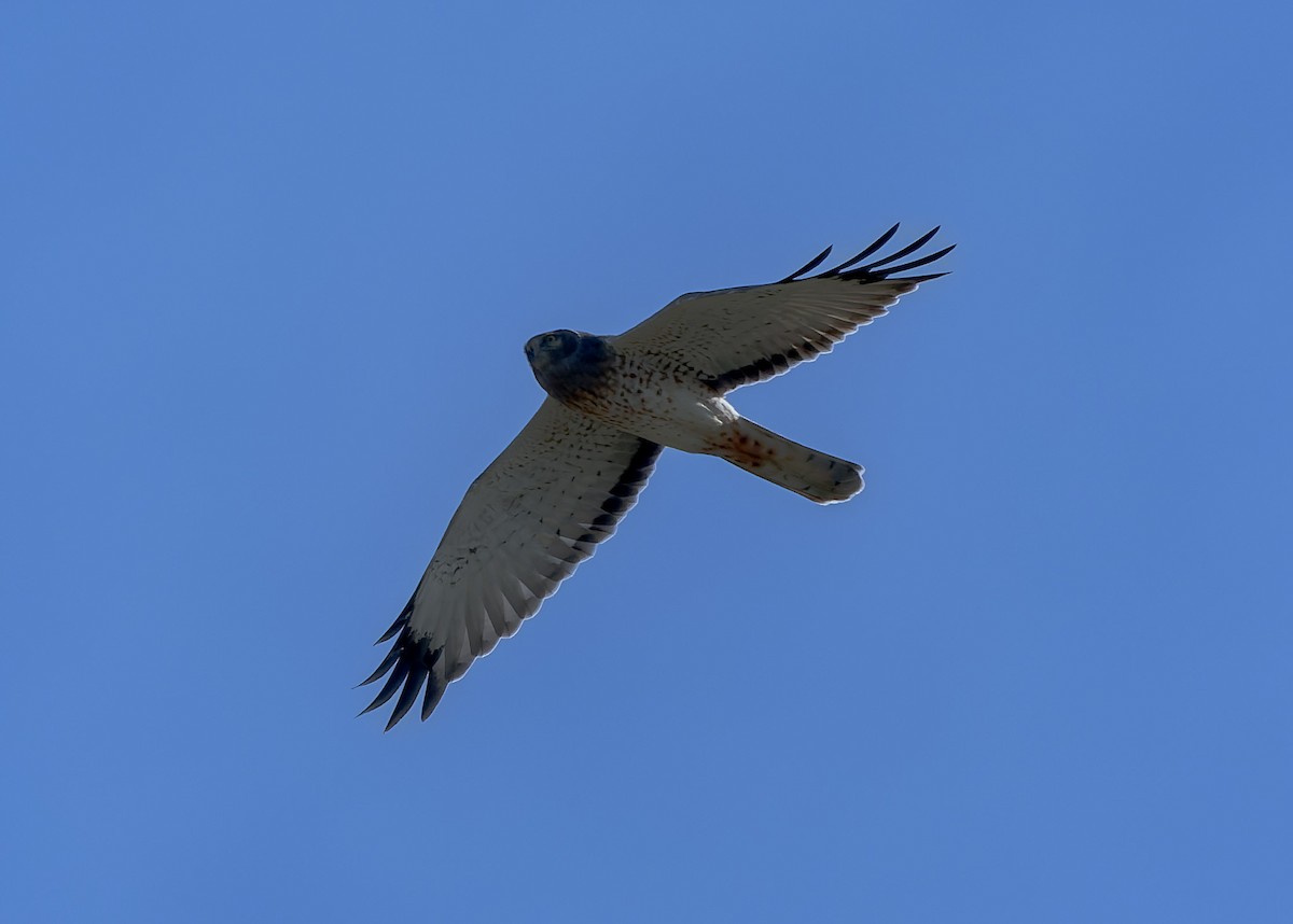 Northern Harrier - ML643817942
