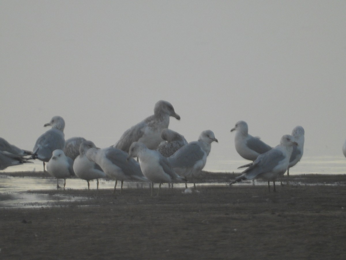 American Herring Gull - ML643817949