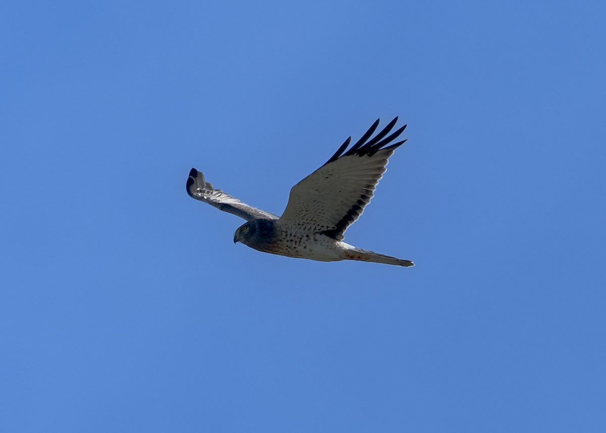 Northern Harrier - ML643817951