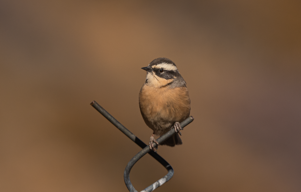 pěvuška hnědavá - ML643817952