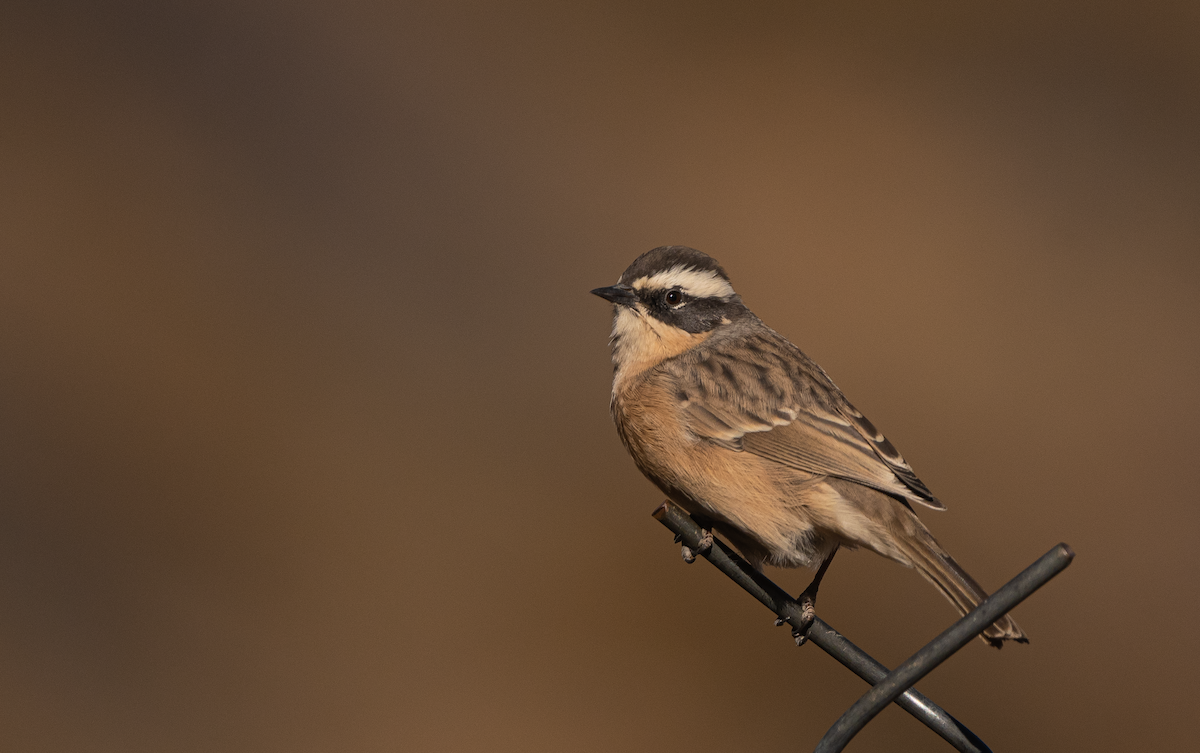 pěvuška hnědavá - ML643817953