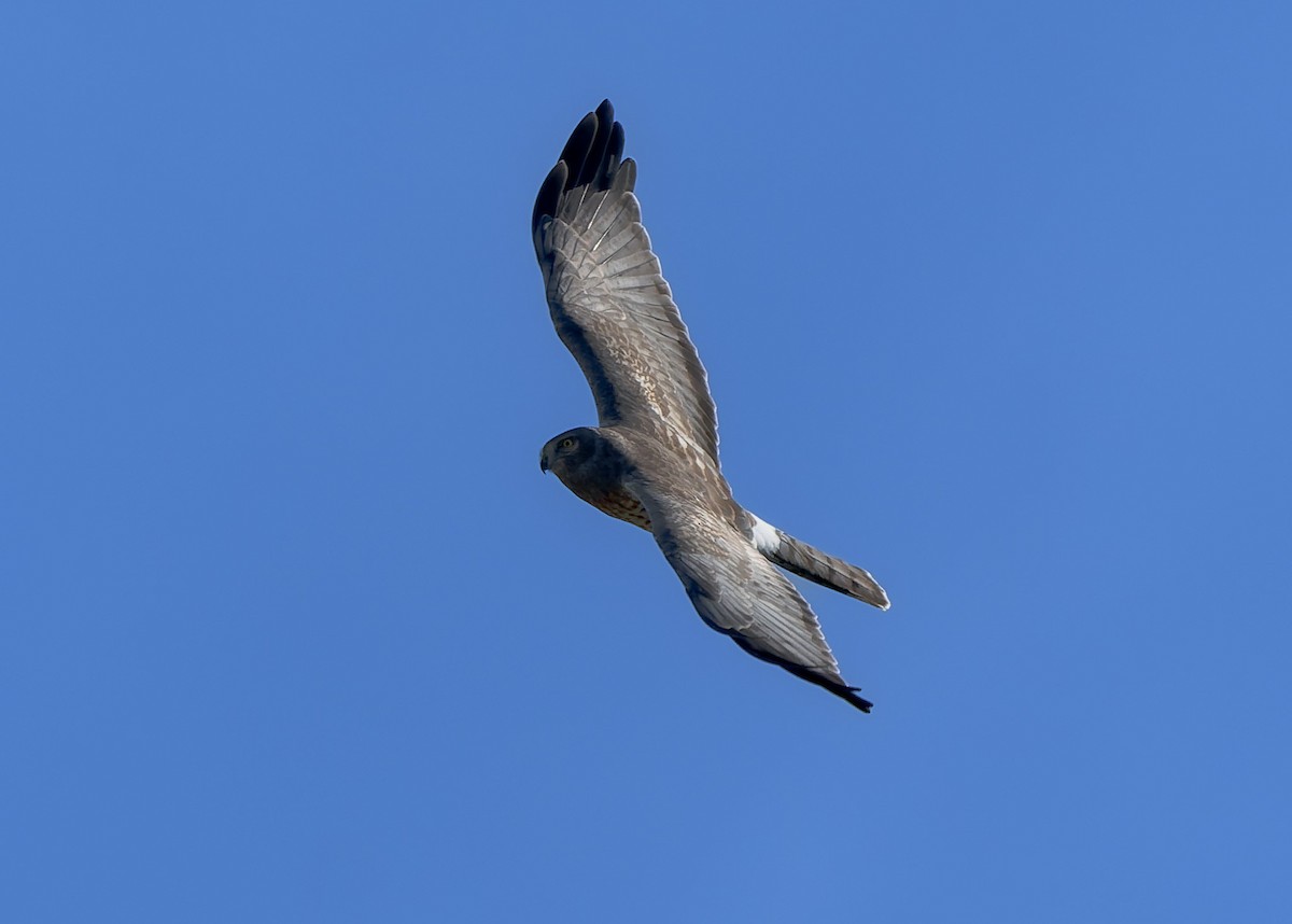 Northern Harrier - ML643817957
