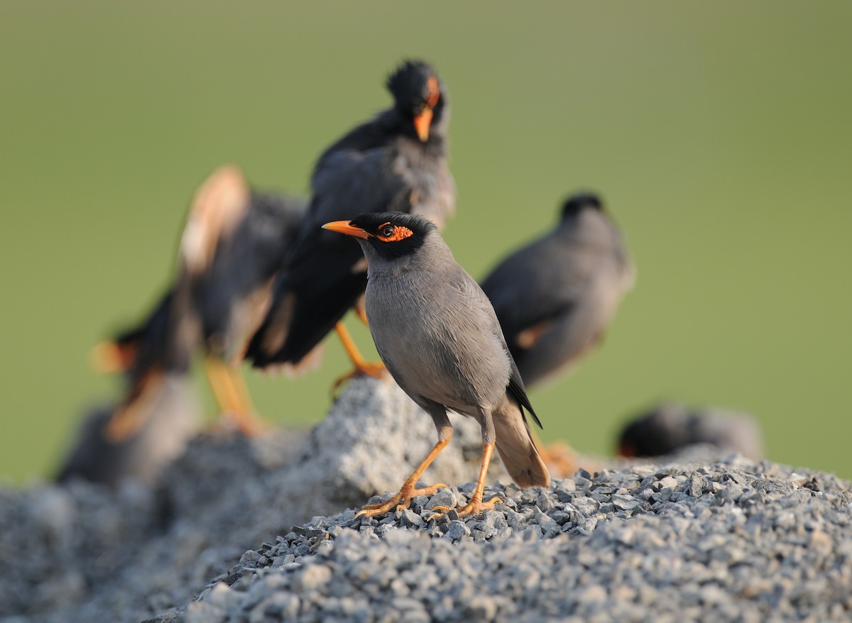 Bank Myna - ML643817959