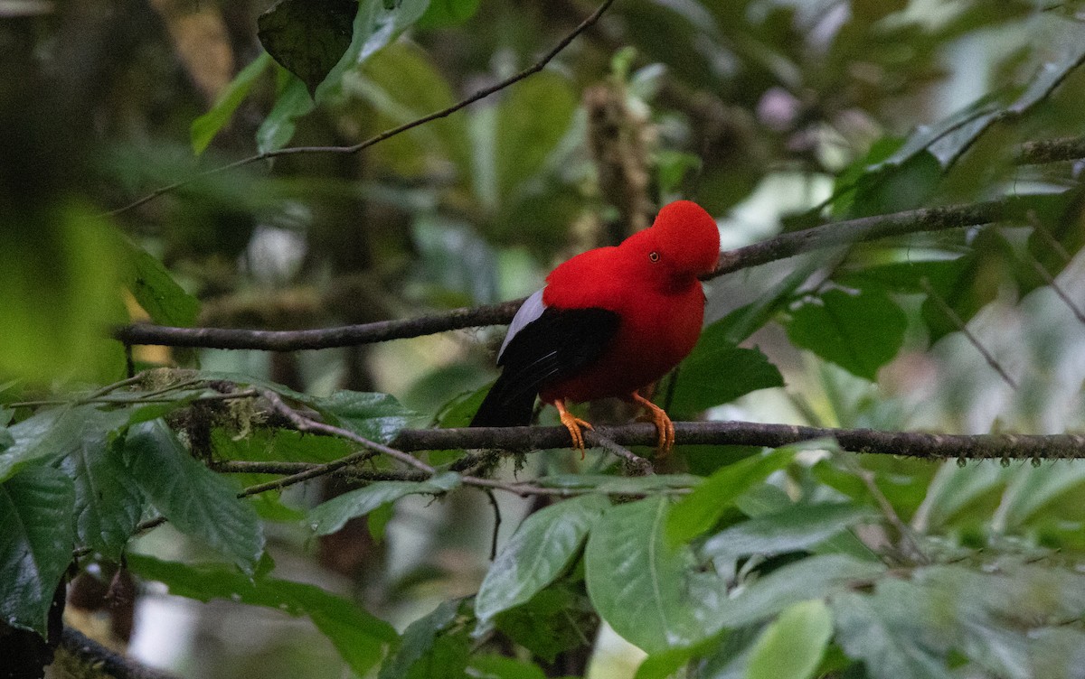 Andean Cock-of-the-rock - ML643817960
