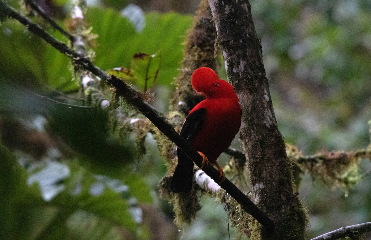 Andean Cock-of-the-rock - ML643817961