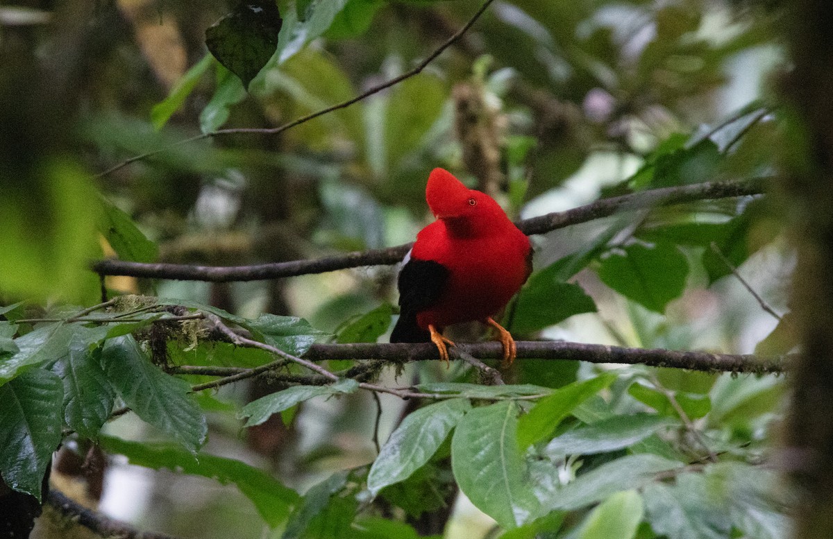 Andean Cock-of-the-rock - ML643817962
