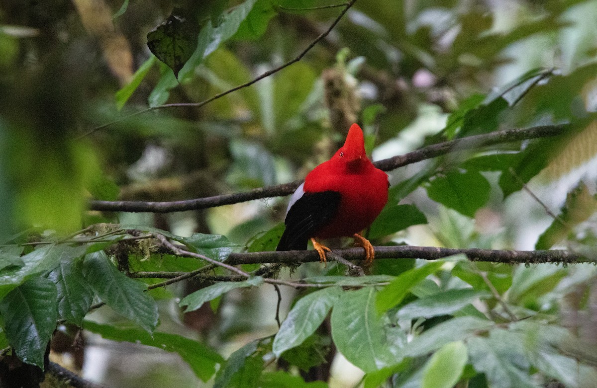 Andean Cock-of-the-rock - ML643817963