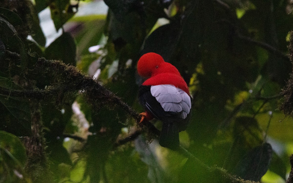 Andean Cock-of-the-rock - ML643817964