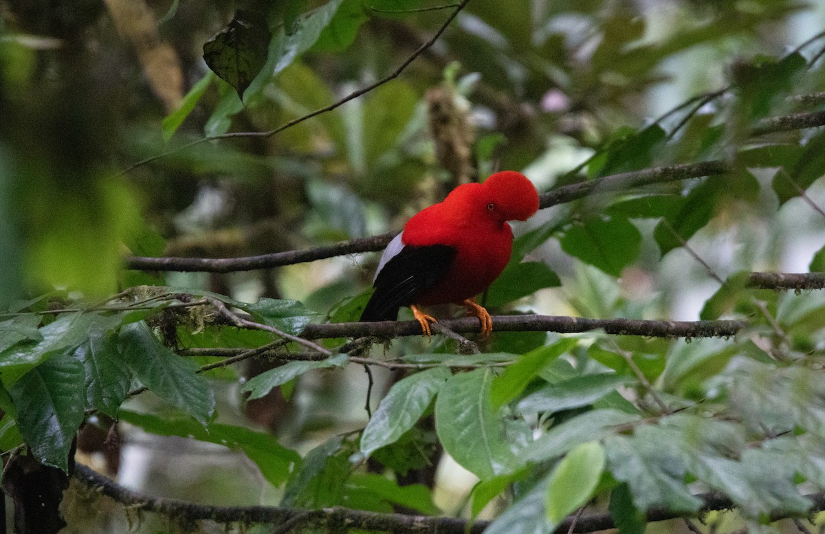 Andean Cock-of-the-rock - ML643817965