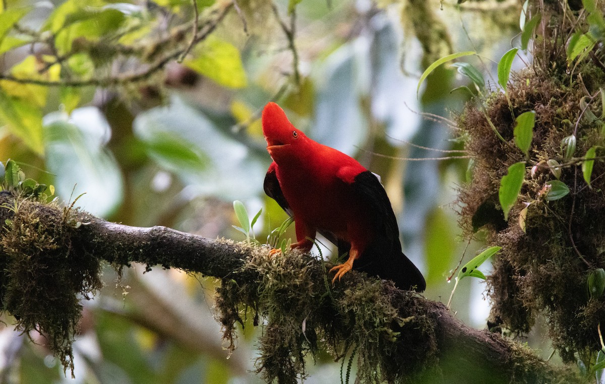 Andean Cock-of-the-rock - ML643817966