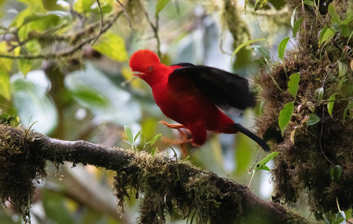 Andean Cock-of-the-rock - ML643817967