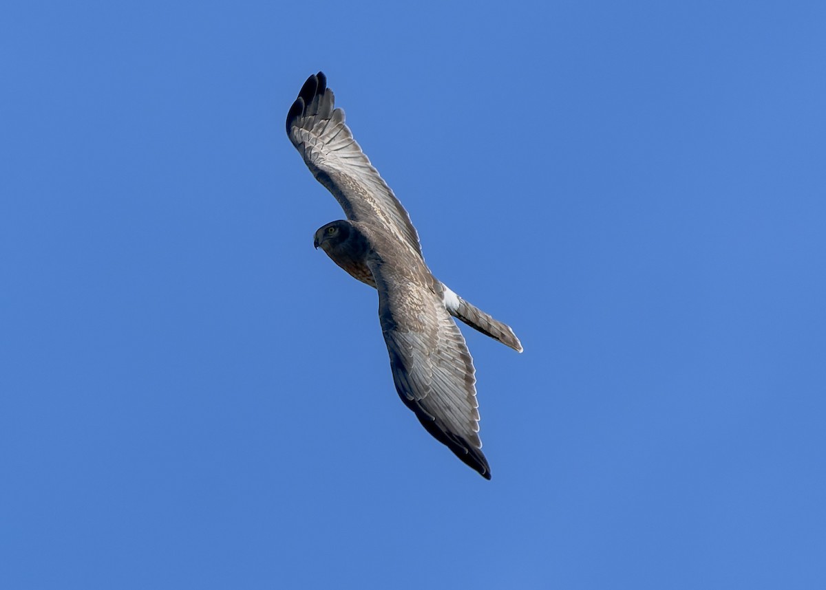 Northern Harrier - ML643817968