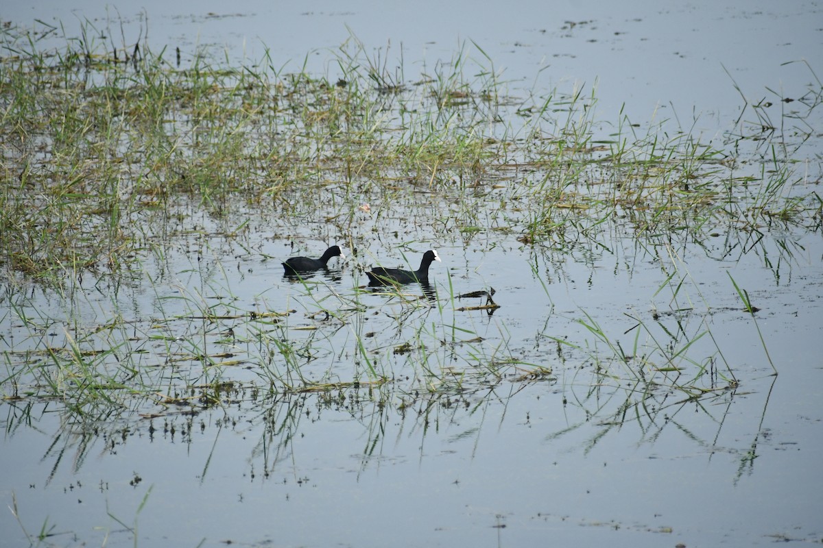 Eurasian Coot - ML643817975