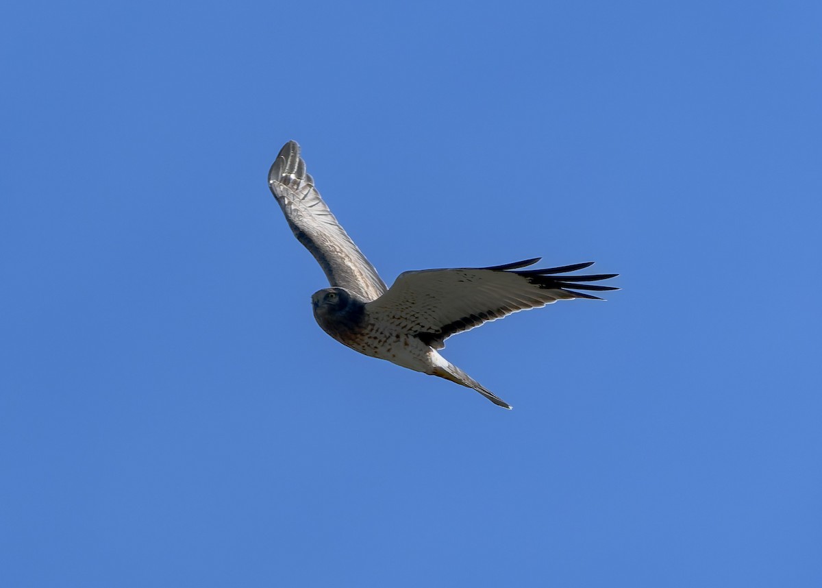 Northern Harrier - ML643817977